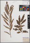 Foto von Salix cinerea L. x Salix viminalis L.
